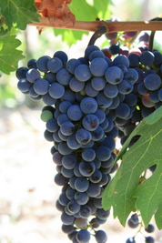 Argentine Grappe raisin